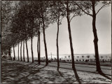 Tree Lined Street Along the Shore of Beautiful Shores of Lake Balaton