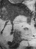Prehistoric Cave Painting of an Animal