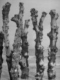 Stumps of Strange  Gnarled Oak Trees Embedded in Sand at St Malo Beach