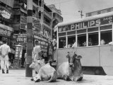 Two Cows  Which Are Sacred in the Hindu Religion  Sitting on a Street in the City