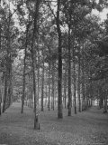 Rows of Trees
