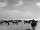 View of Horses Grazing on the Flat Hungarian Plains That Pastures Some 90 000 Horses