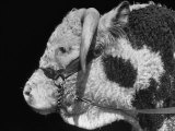 View of a Bull on a Farm