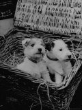 Puppies Sitting in Basket at Club Row Pet Market
