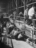 Sports Fans Attending Baseball Game at Ebbets Field