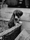 Puppy Peeking Out of Basket at Club Row Pet Market