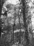 View of the Walls of the Chateau Through the Trees