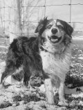 Sheep Dog on Farm