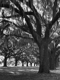 Oak Trees with Spanish Moss Hanging from Their Branches Lining a Southern Dirt Road