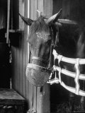 Race Horse Wearing Wire Muzzle to Prevent It from Eating Loose Hay Just Before Race