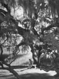 Pensive Portrait of Writer Josephine Pinckney Sitting Beneath Oak Tree Covered with Spanish Moss