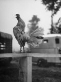 Rooster Crowing on Fence