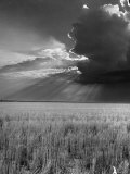 Wheat Field