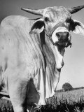 Osrigo Manso  National Champion Brahmin Bull