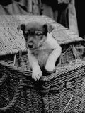 Puppy Peeking Out from Basket at Club Row Pet Market