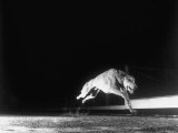 Racing Greyhound Captured at Full Speed by High Speed Camera in Race at Wonderland Park