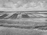 Wheat Plots at Experimental Station Working on Erosion Problem