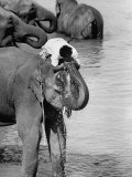 Sharing a Trunkful of Water with His Elephant  a Mahout Refreshes Himself During a Working Day