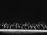Multiple Exposure of Hopping Kangaroos