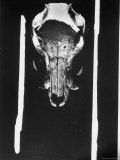 Pig Skull Adorns Wall of Artist Georgia O'Keeffe's Ranch