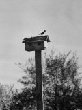 Springtime in Clarksville with a Small English Sparrow Sitting Atop Its House