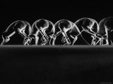 Multiple Exposures of Hopping Kangaroos