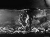 Pet Otter Diving For Frog at Mealtime