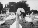 Swans Swimming on Avon River in Front of Stratford Theatre of the Royal Shakespeare Company