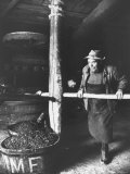 Man Using Old Wine Press at Vaux En Beauiplais Vineyard