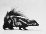 Side View of Skunk