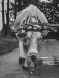 Ox Struggling Up Steep Dirt Road with Cart of Firewood