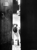 Pet Doberman Dog Dressed in Sweater and Peering Out Through Gate