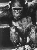 Space Chimpanzee to Be Sent Up on Flight