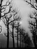 Very Foggy Mood Shot Including Chestnut Trees