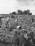 Workers During the Harvest Season Picking Grapes by Hand in the Field For the Wine
