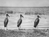 Three Storks Standing on Shore of Lake Edward in Albert National Park