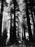 Sunlight Shining Through California Redwoods