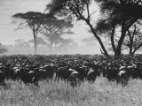 Wildebeests Migrating on the Serengeti Plain