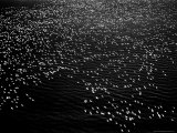 Snow Geese Flying over Bay