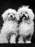 Tibetan Terrier Dogs