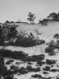 The Sand Dunes of the Cape Cod National Park