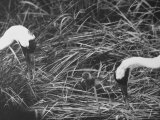 Whooping Crane Adults  Heads Down Searching For Insects with Baby Chick at Audubon Park Zoo