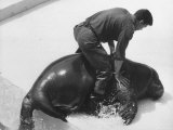 Zookeeper with Olaf  Captured Off Greenland  Only Walrus at Aquarium Coney Island