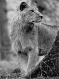 Lion Standing Erect Beside a Large Tree While Looking to the Rear