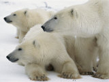 A Portrait of a Polar Bear Mother and Her Cubs