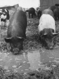 Pigs Drinking from a Puddle