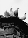 White Doves Belonging to French Publisher Robert Morel