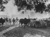 Zebu Cattle in Sokoto