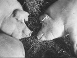 View of Pigs Sleeping in a Pen at the State Fair