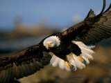An American Bald Eagle Flies in for a Landing